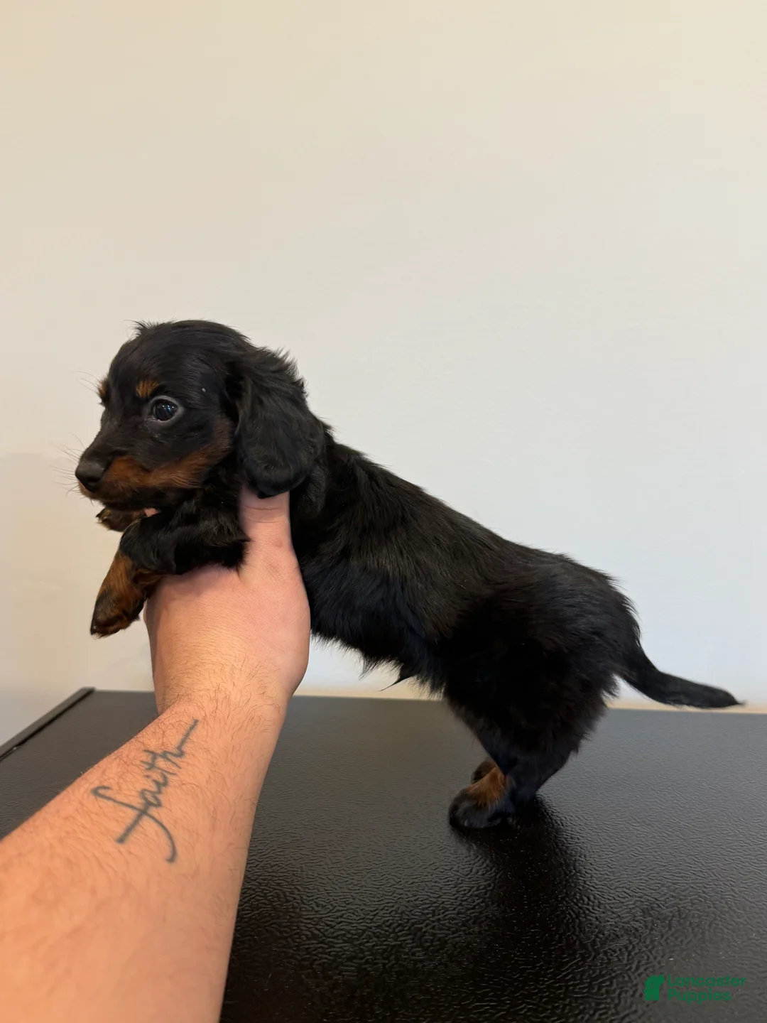 Dachshund dogs for sale: Dachshund Puppy 1 - Ad 4