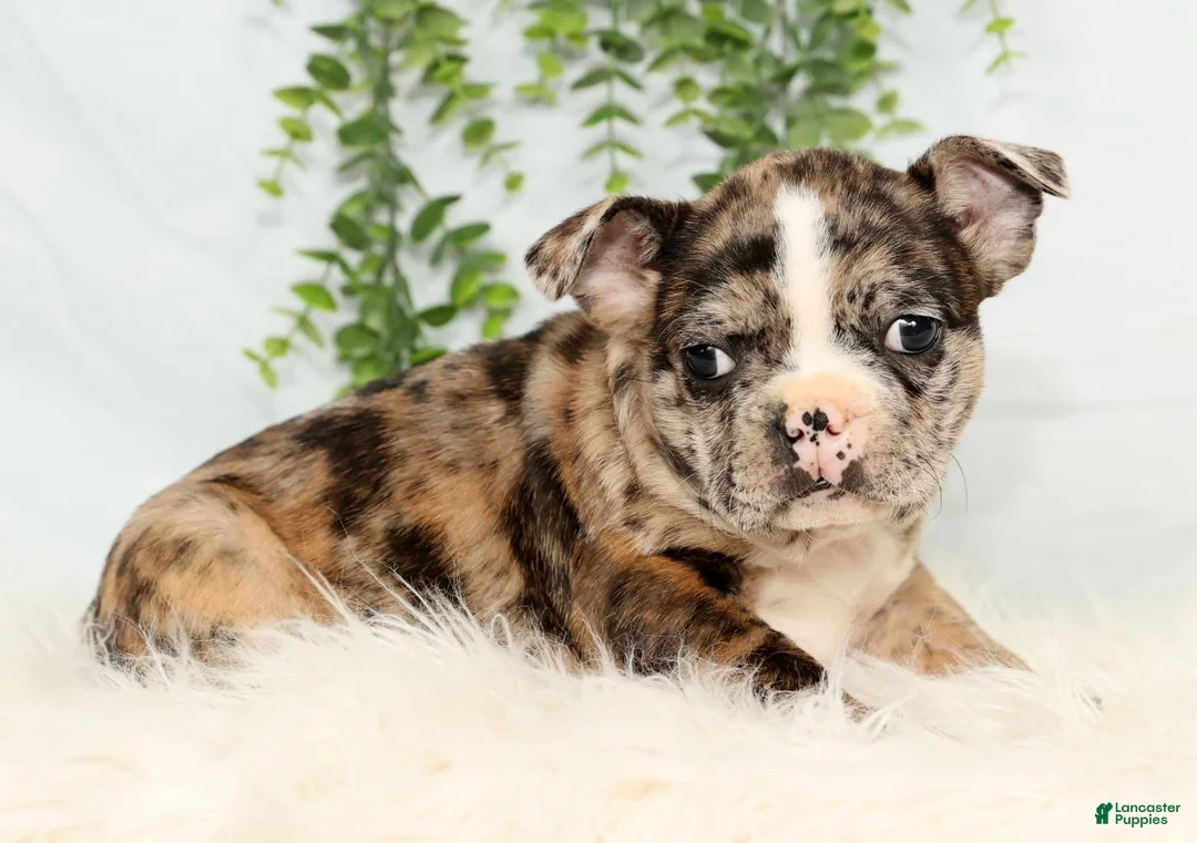 Frenchton dogs for sale: Simba - Ad 3