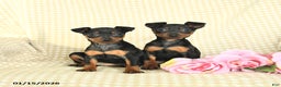 Miniature Pinscher dogs for sale: Beauty - Ad 3