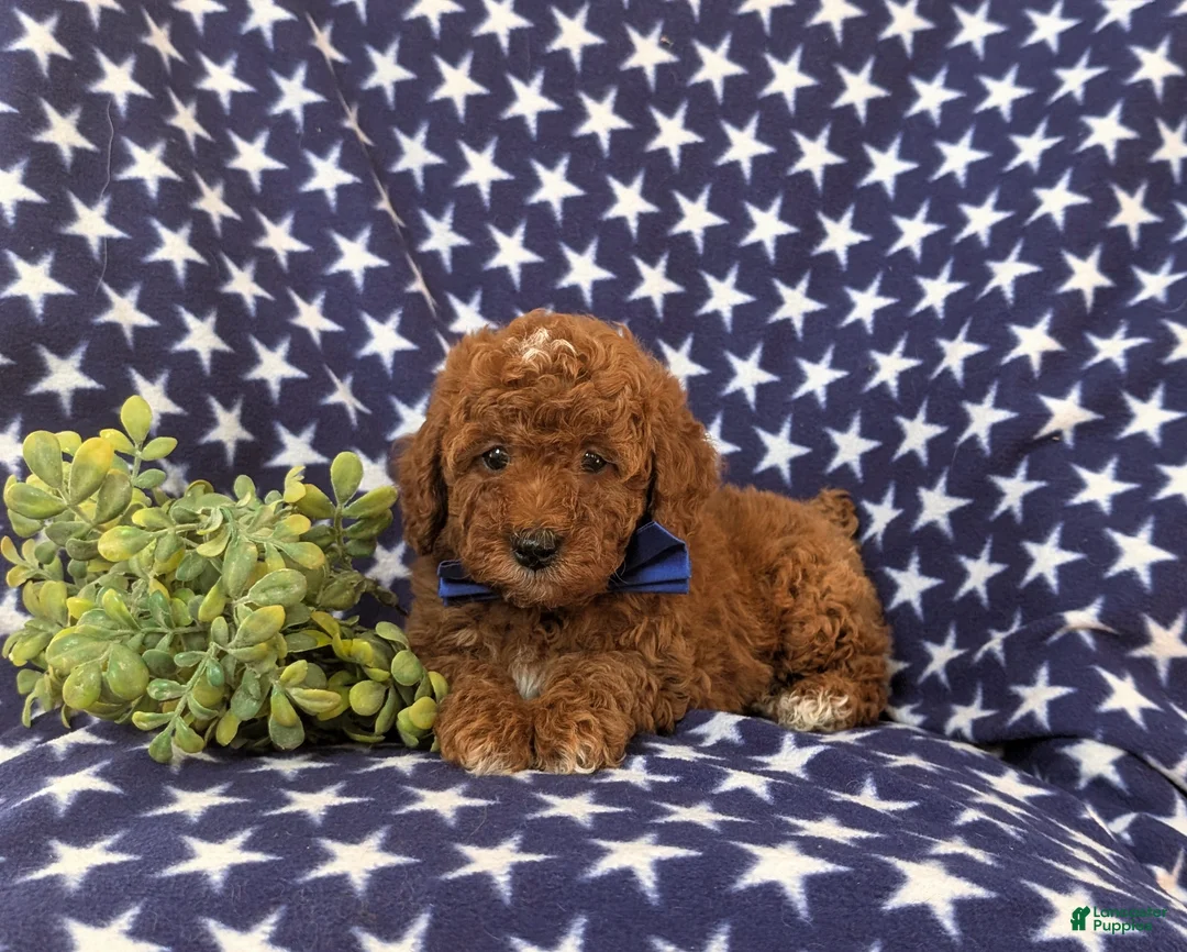 Miniature Poodle dogs for sale: Dalton 10 lbs Full Grown - Ad 8