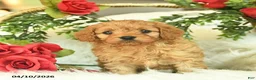Cavapoo dogs for sale: Toby  - Ad 3