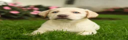 Labrador Retriever dogs for sale: Sadie - Ad 2