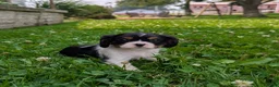 Cavalier King Charles Spaniel dogs for sale: Haley - Ad 4