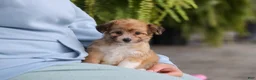 Mixed Breed dogs for sale: Bambi - Ad 6