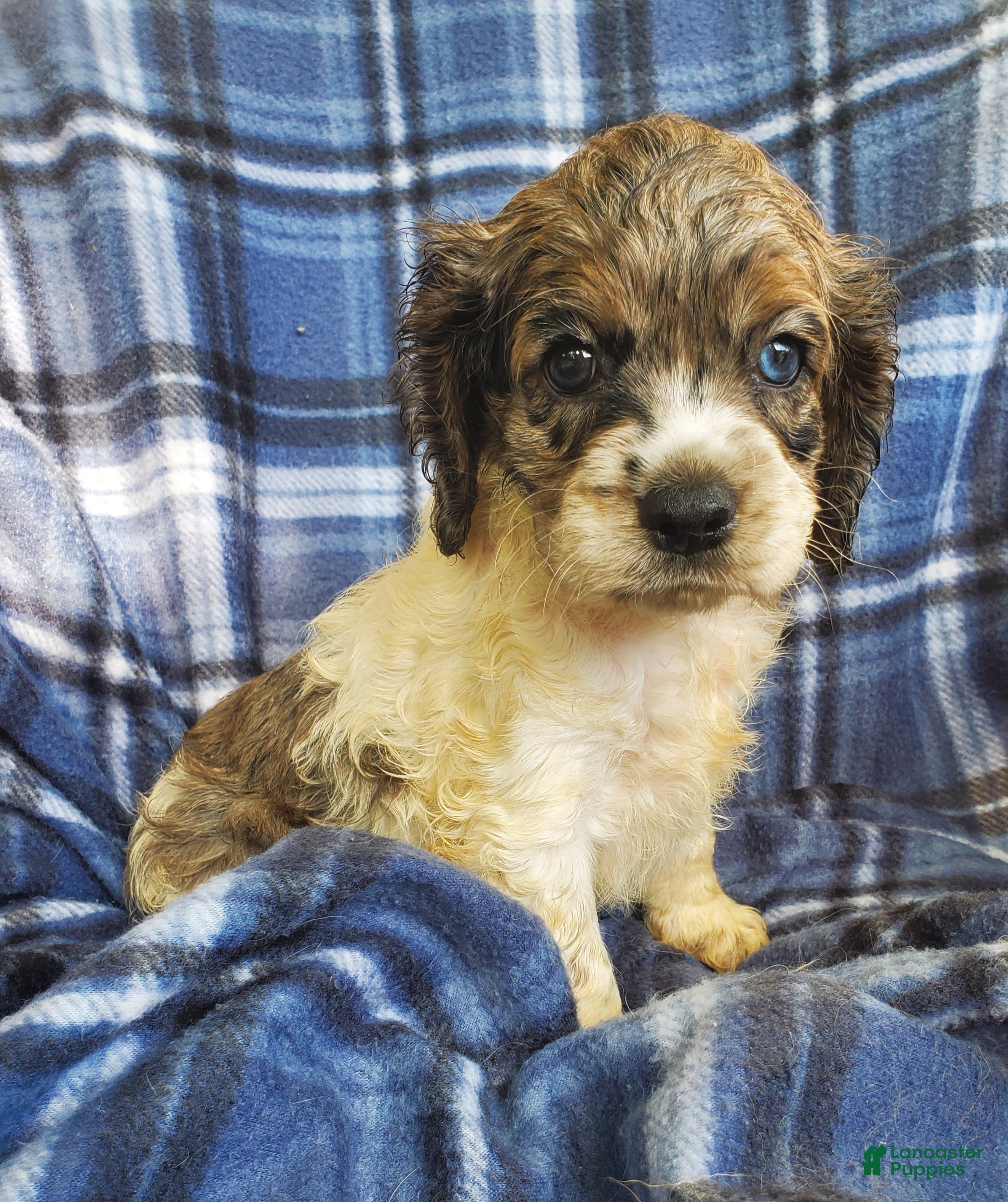 Cocker Spaniel dogs Sky - Ad 2