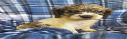 Cocker Spaniel dogs for sale: Sky - Ad 2