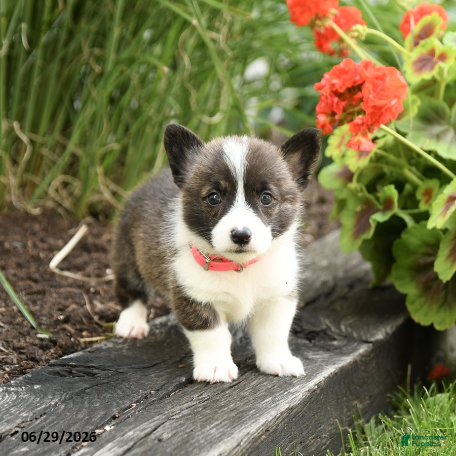 Welsh Corgi Pembroke dogs Pepsi - Ad 2