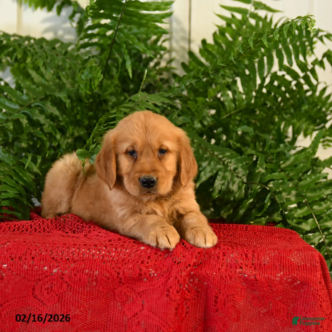 Golden Retriever dogs for sale: Dandy - Ad 3