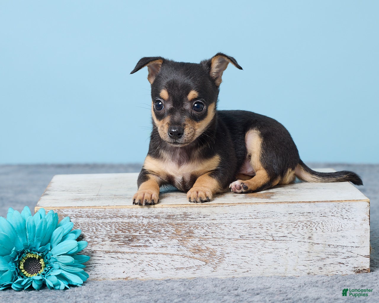 Chihuahua dogs Sammy - Ad 1