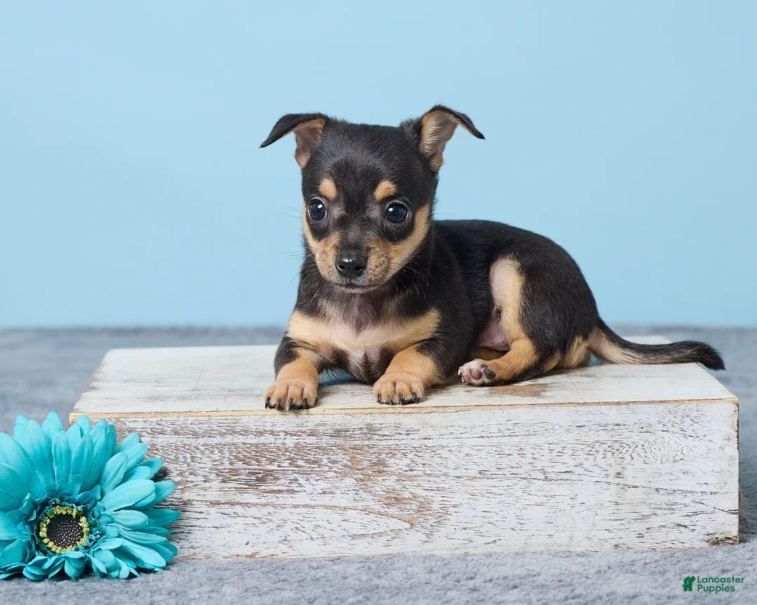 Chihuahua dogs for sale: Sammy - Ad 1