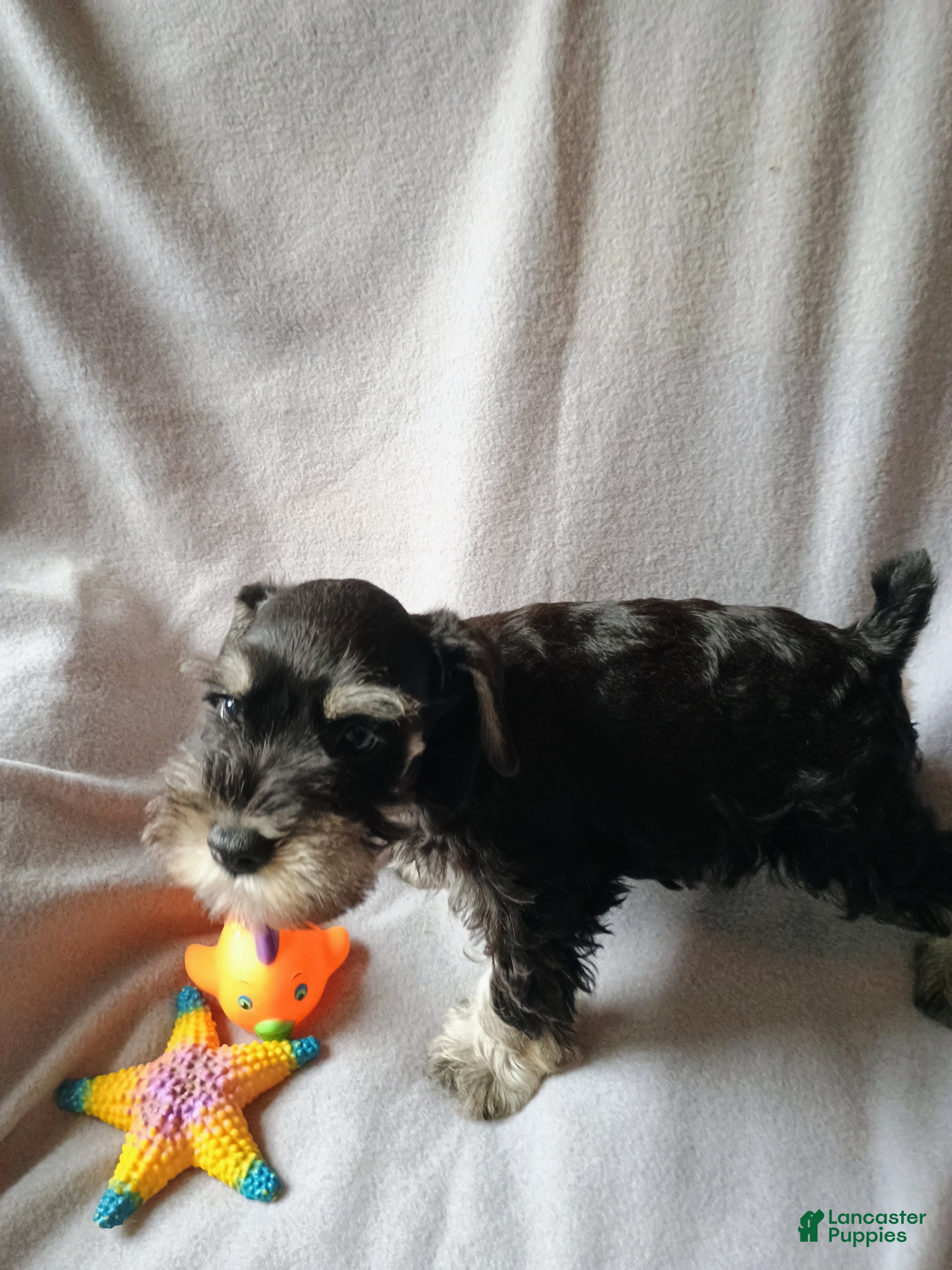 Miniature Schnauzer dogs Miniature Schnauzer 3 - Ad 2