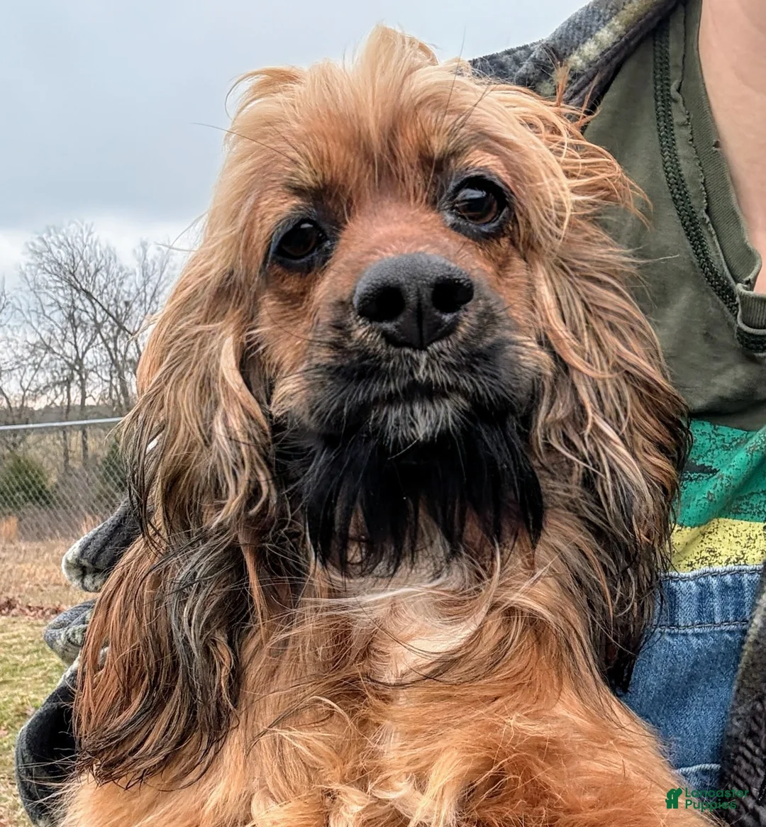 Cockapoo dogs for sale: Batty - Ad 10