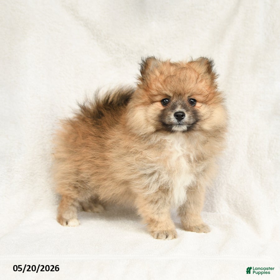 Pomeranian dogs Dandy - Ad 1