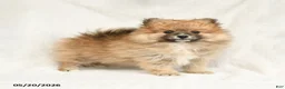 Pomeranian dogs for sale: Dandy - Ad 1