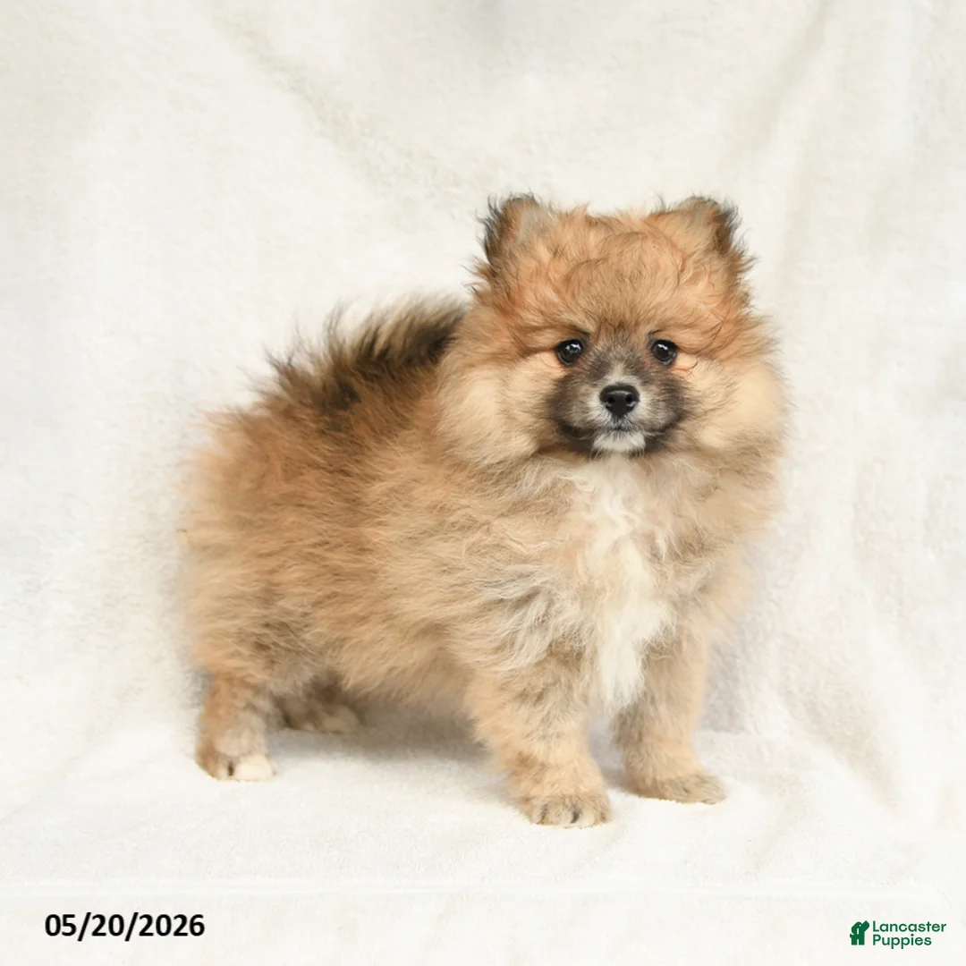 Pomeranian dogs for sale: Dandy - Ad 1