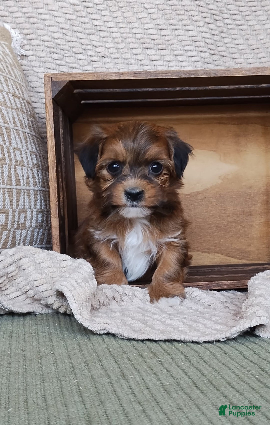 Gallery Image {{count}}