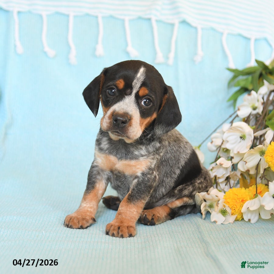 Mixed Breed dogs Justin - Ad 1