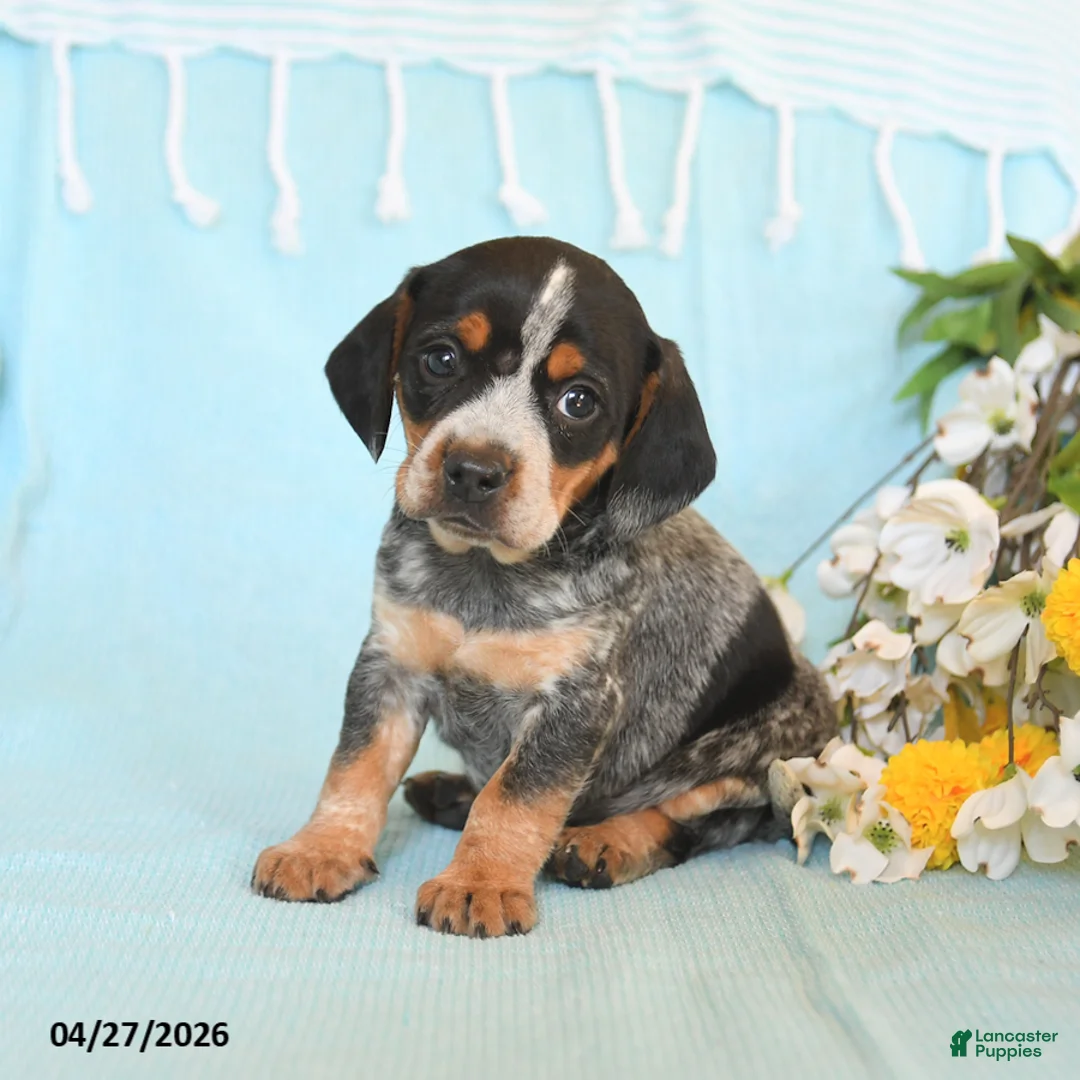 Mixed Breed dogs for sale: Justin - Ad 1