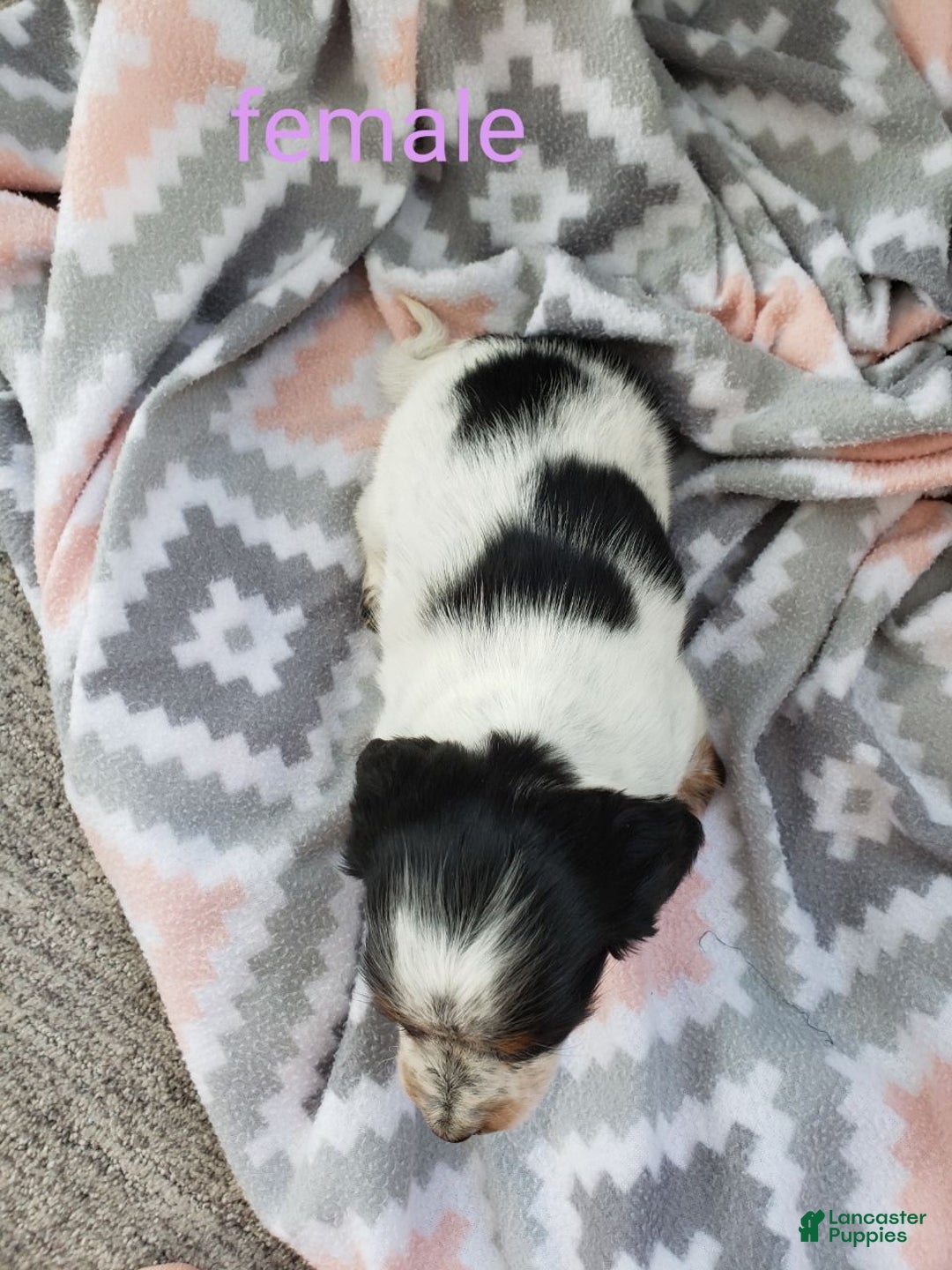 Miniature Dachshund dogs for sale: Gem  - Ad 2