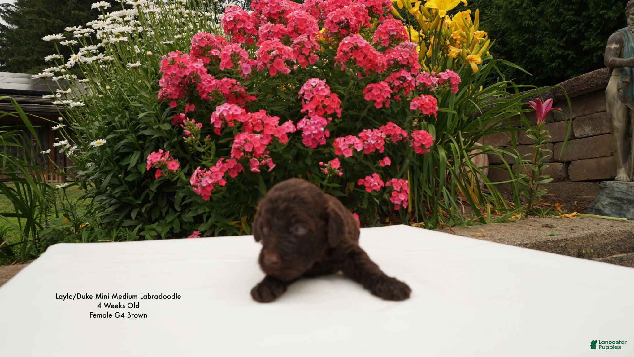 Miniature Labradoodle dogs LD G4 - Ad 2