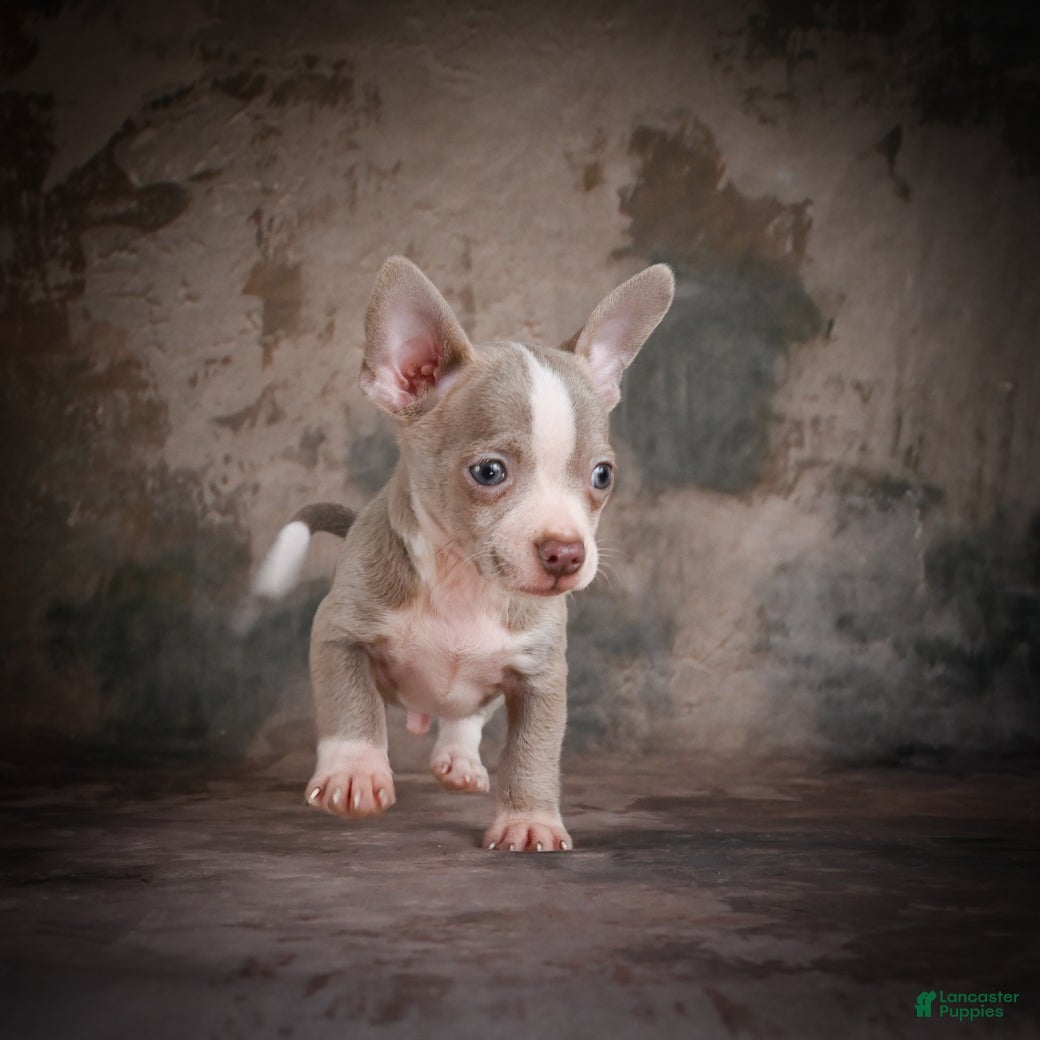 Chihuahua dogs for sale: Jay - Ad 12