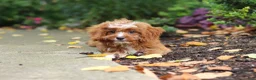 Cavapoo dogs for sale: Gracie - Ad 6