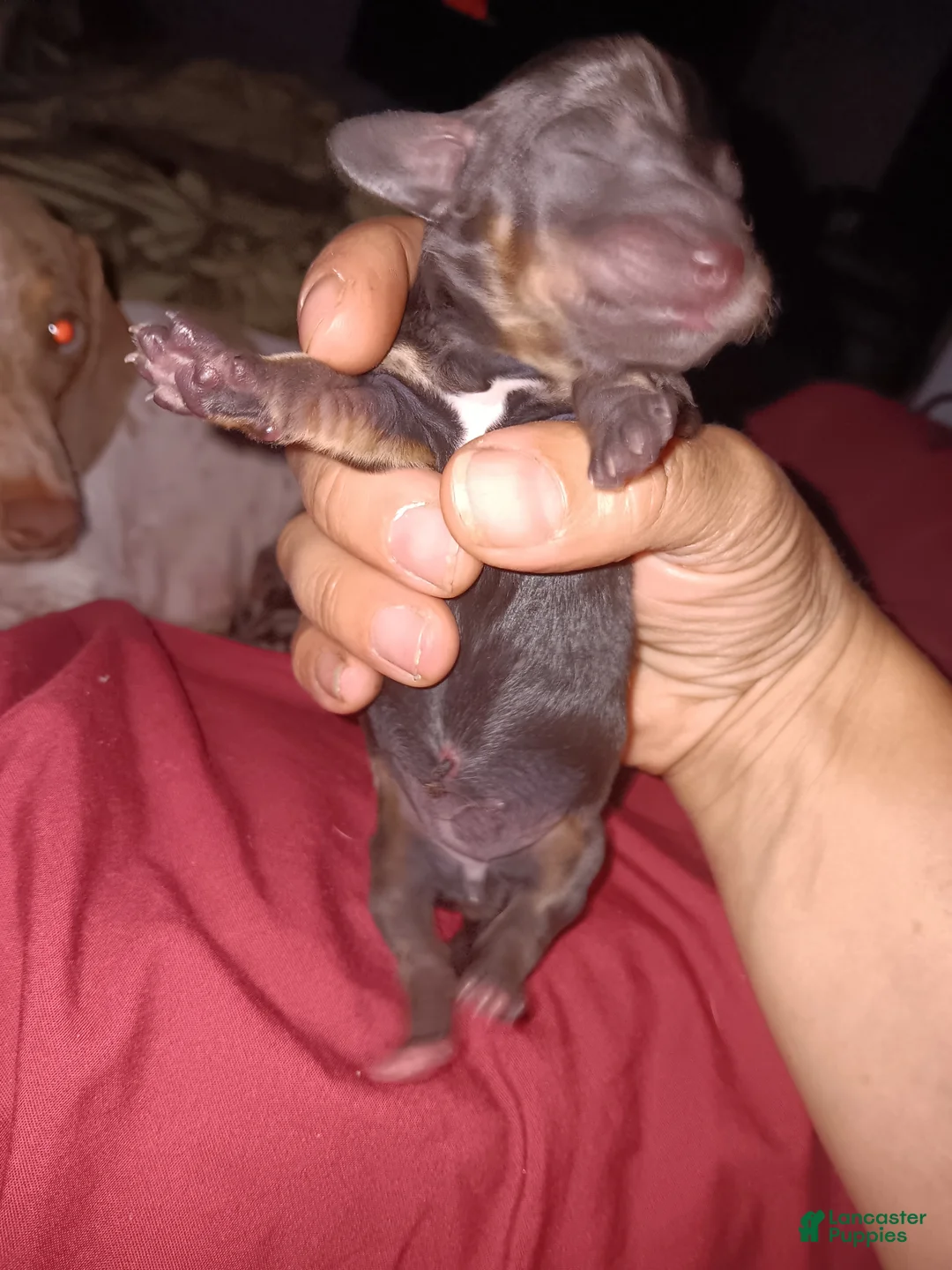Miniature Dachshund dogs for sale: Moon - Ad 1