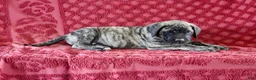 English Mastiff dogs for sale: Oscar - Ad 3