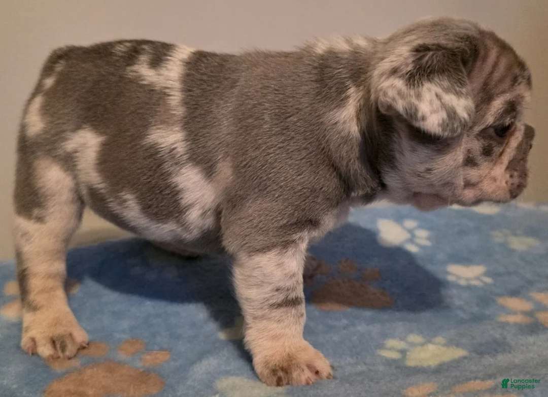 French Bulldog dogs for sale: Rosemary - Ad 2