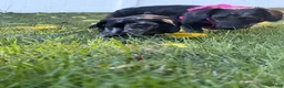 Miniature Dachshund dogs for sale: Woody - Ad 4