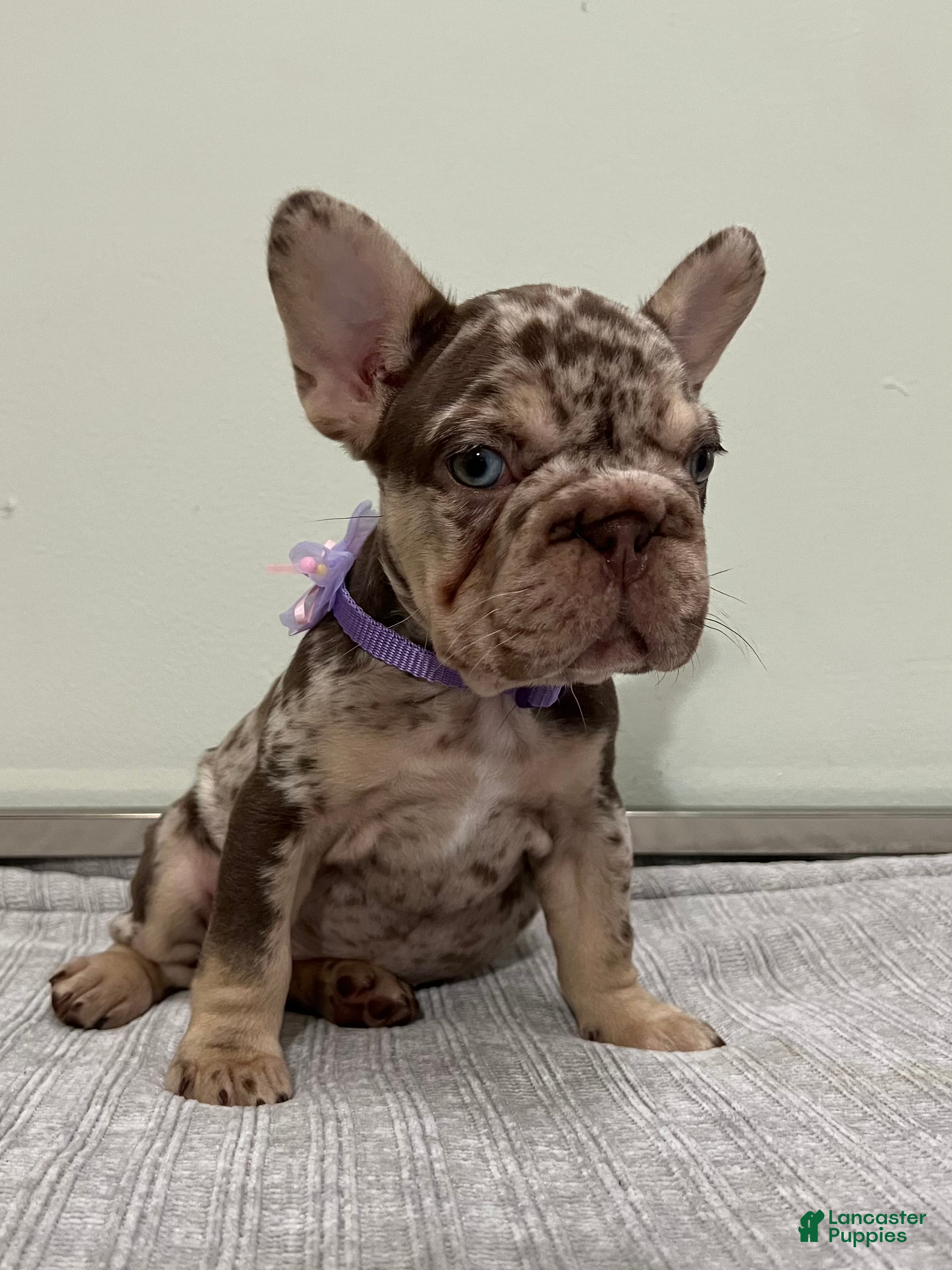 French Bulldog dogs Muffin - Ad 2