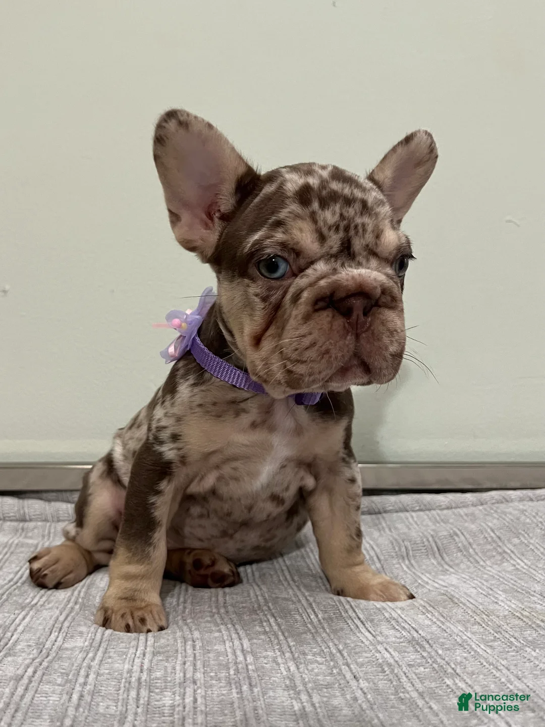 French Bulldog dogs for sale: Muffin - Ad 2