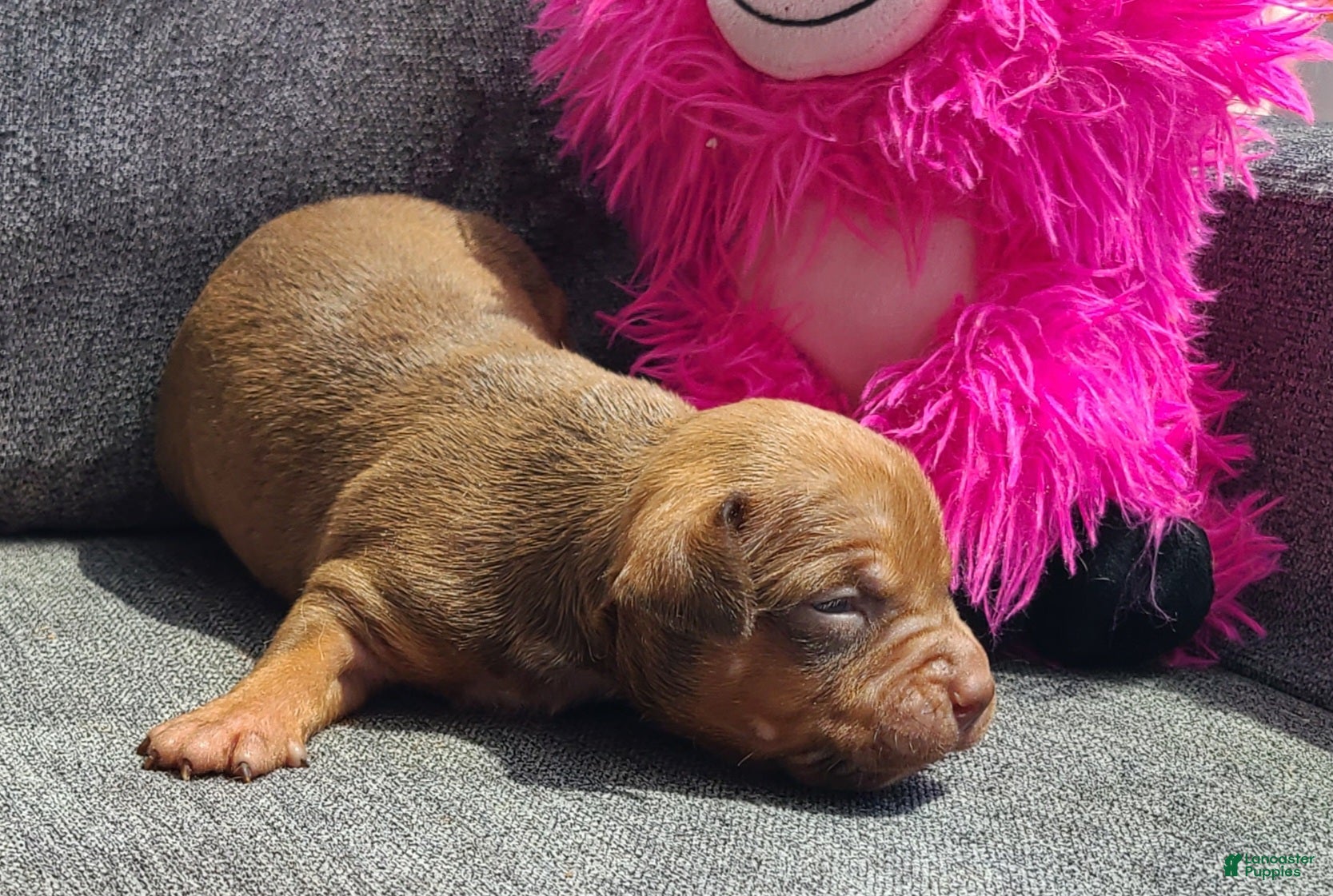 American Bully dogs Alice - Ad 2