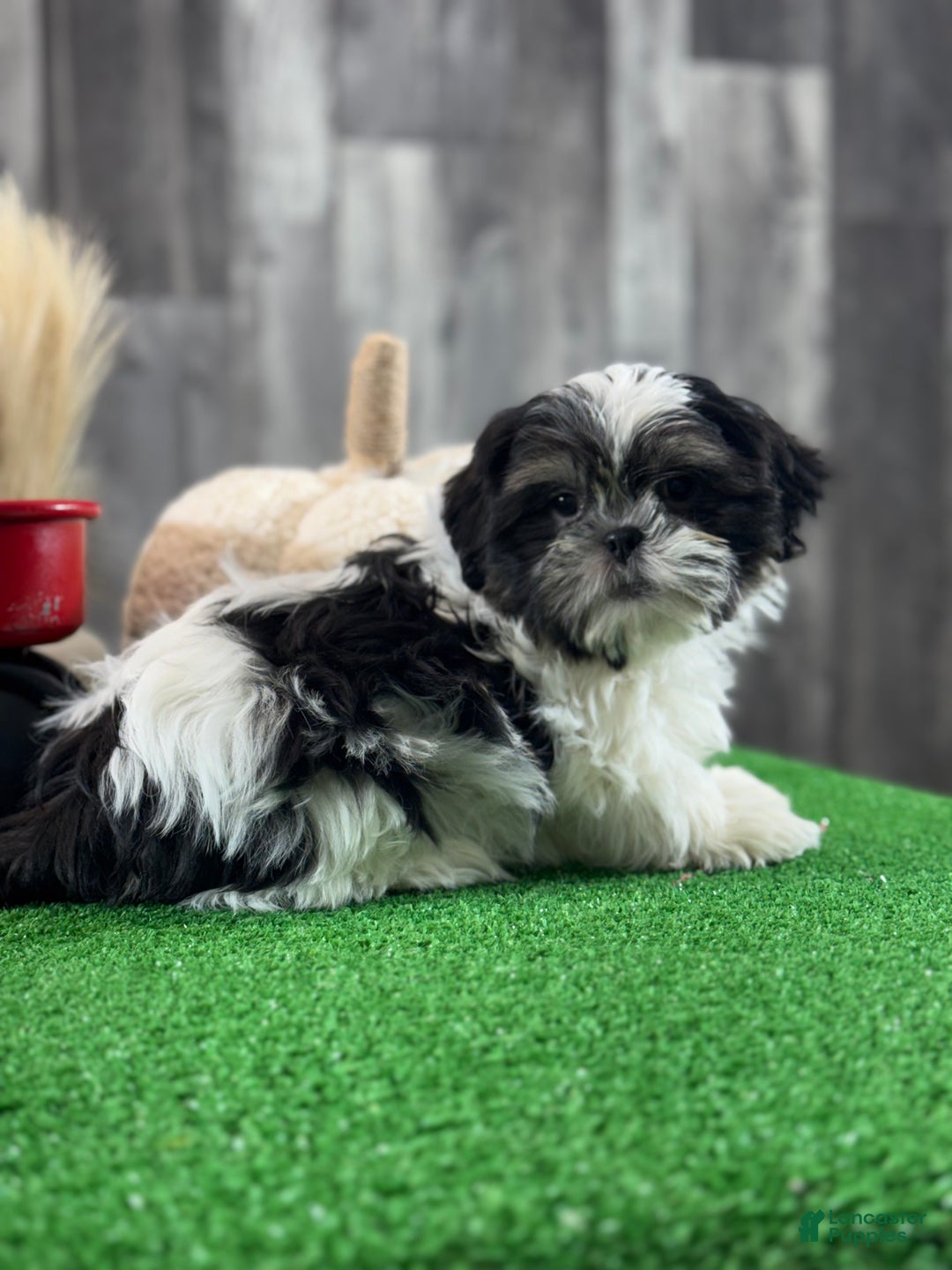 Shih Tzu dogs for sale: Smokey  - Ad 7