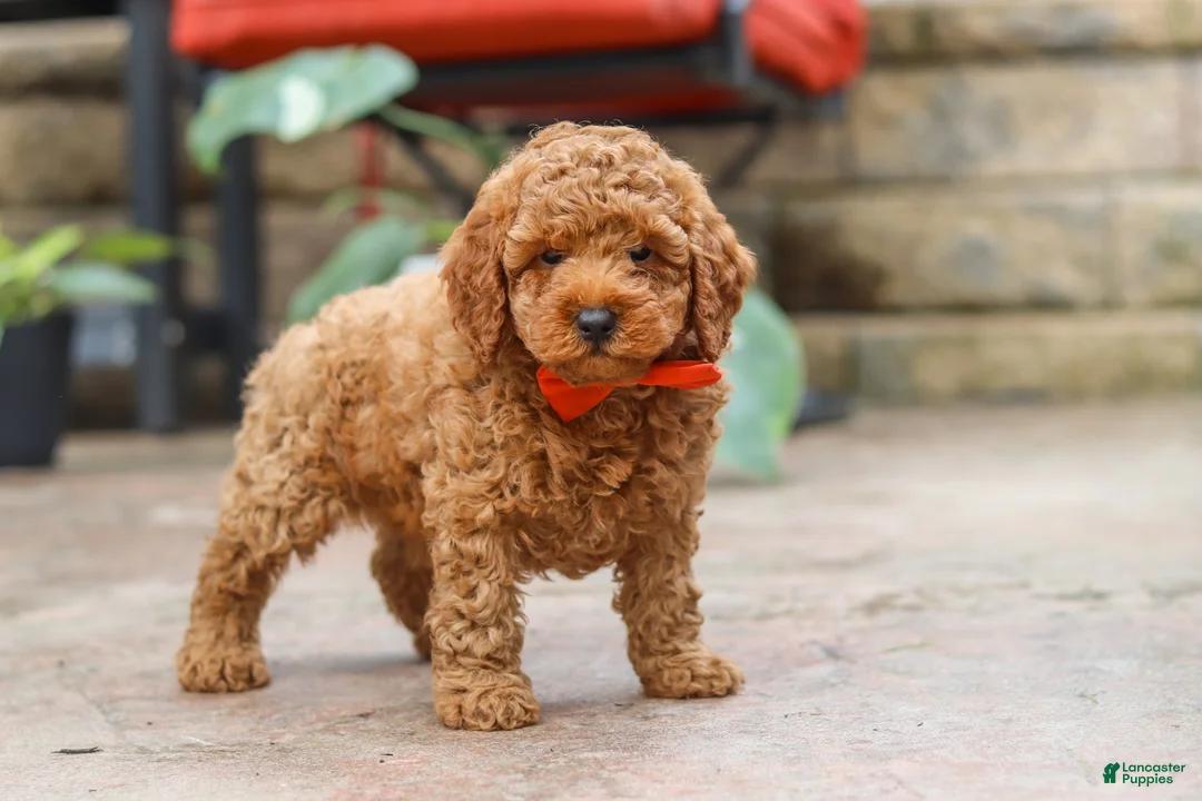 Miniature Poodle dogs for sale: Maverick - Ad 1