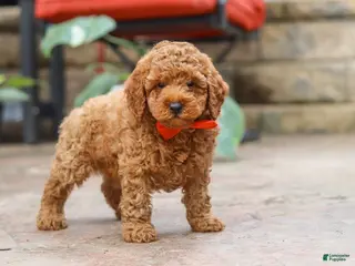 Miniature Poodle dogs for sale: Maverick - Ad 2