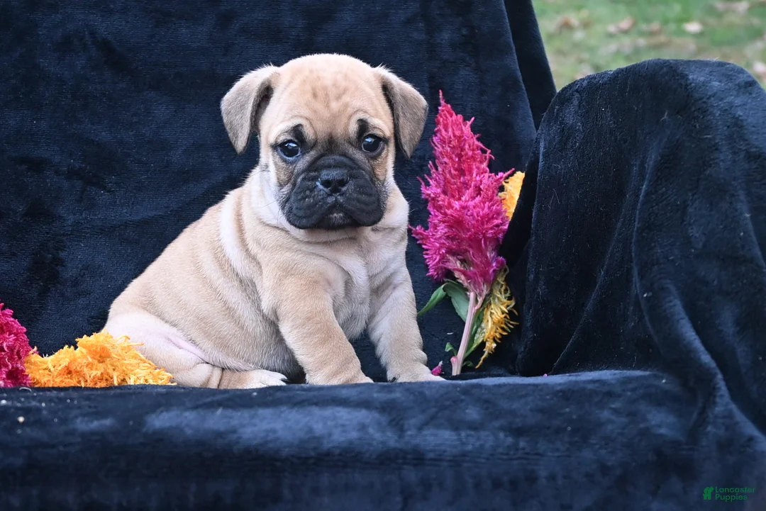 Mixed Breed dogs for sale: Buddy - Ad 1