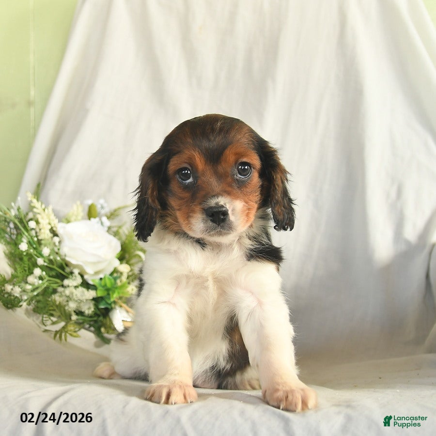 Mixed Breed dogs Cassie    - Ad 1