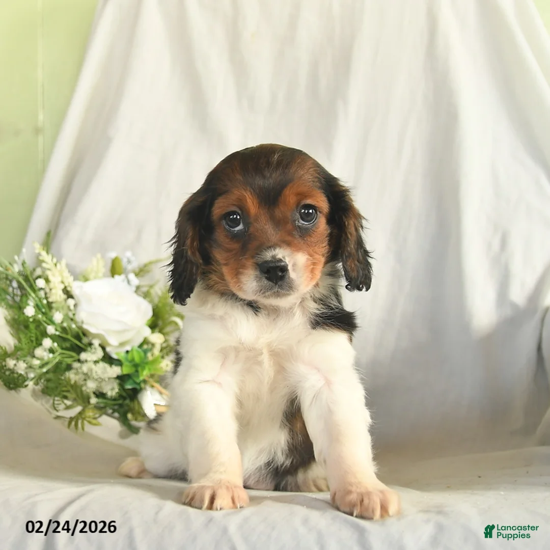 Mixed Breed dogs for sale: Cassie    - Ad 1