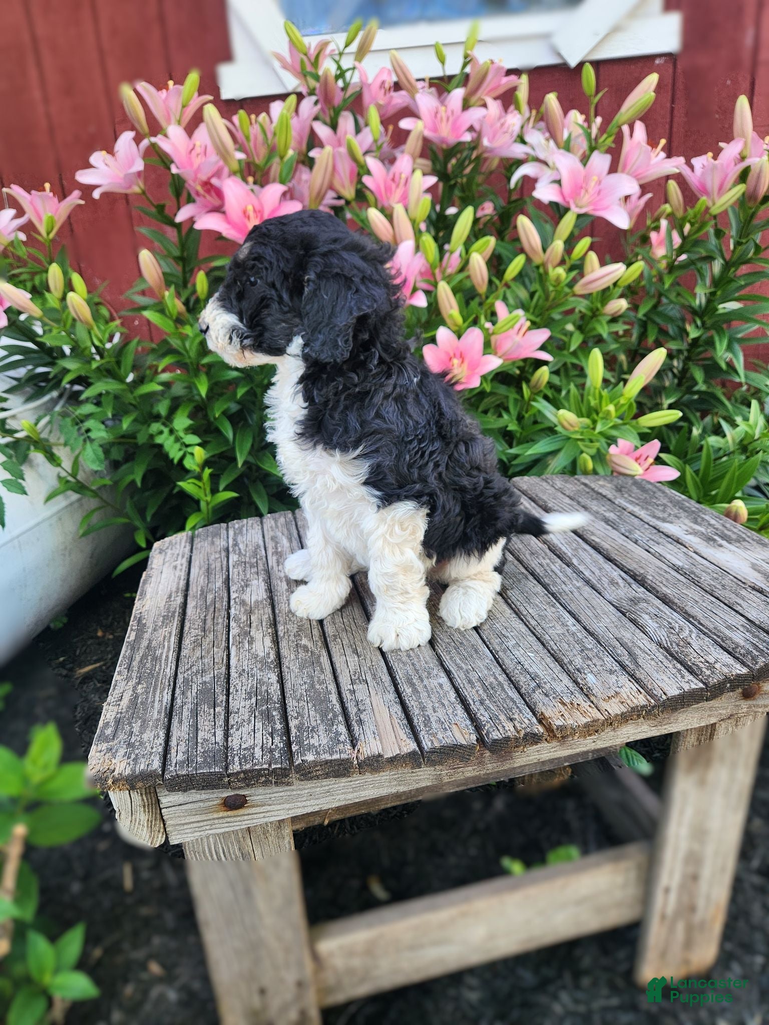 Bernedoodle dogs Celeste - Ad 2
