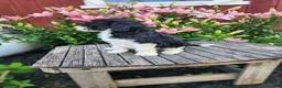 Bernedoodle dogs for sale: Celeste - Ad 2