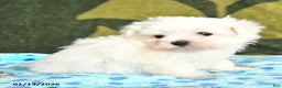 Maltese dogs for sale: Ian - Ad 3