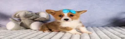 Welsh Corgi Pembroke dogs for sale: Benji🐾💙 - Ad 19