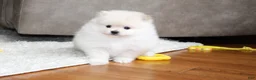 Pomeranian dogs for sale: Emerson - Ad 12