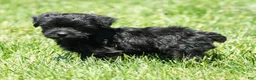 Yorkiepoo dogs for sale: Ronnie - Ad 6