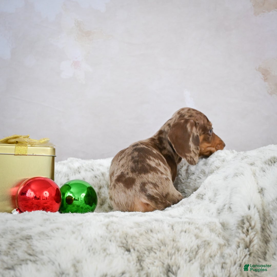 Miniature Dachshund dogs for sale: Elenore - Ad 6