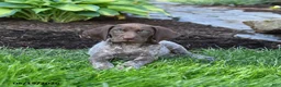 German Shorthaired Pointer dogs for sale: Patches - Ad 4