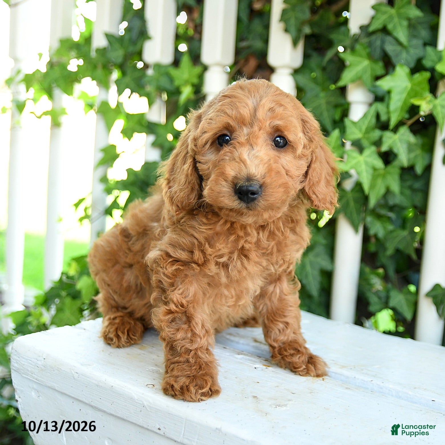Mini Goldendoodle dogs for sale: Teddy - Ad 1
