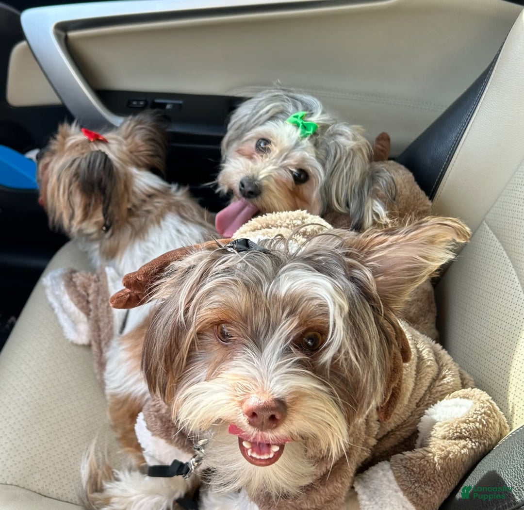 Gallery Image {{count}}