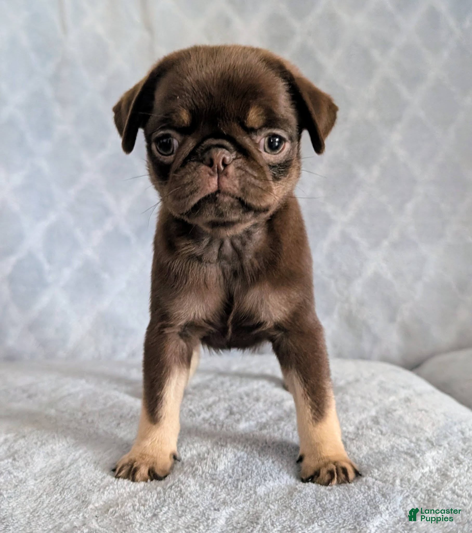 Pug dogs Nutella - Ad 2